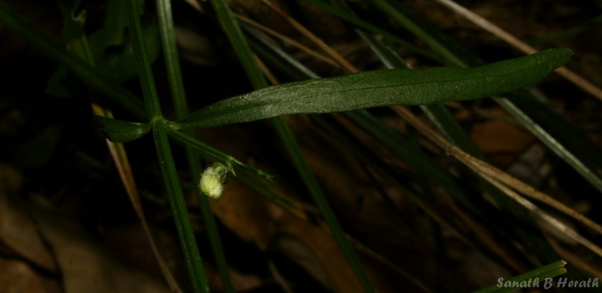 Andrographis alata (Vahl) Nees